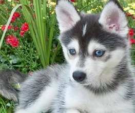 A pomsky that is under a year old.